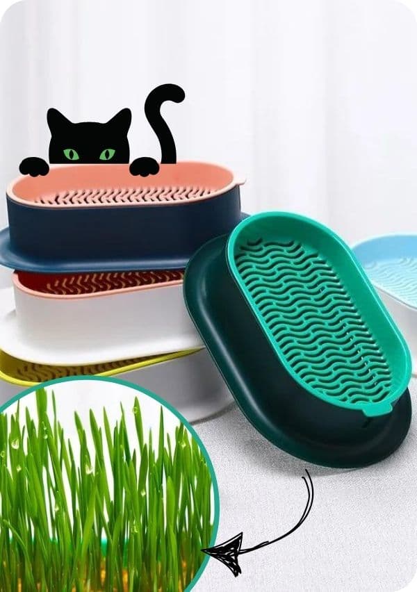 Catdeli - pojemnik do uprawy kociej trawki